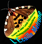European Lépidopères