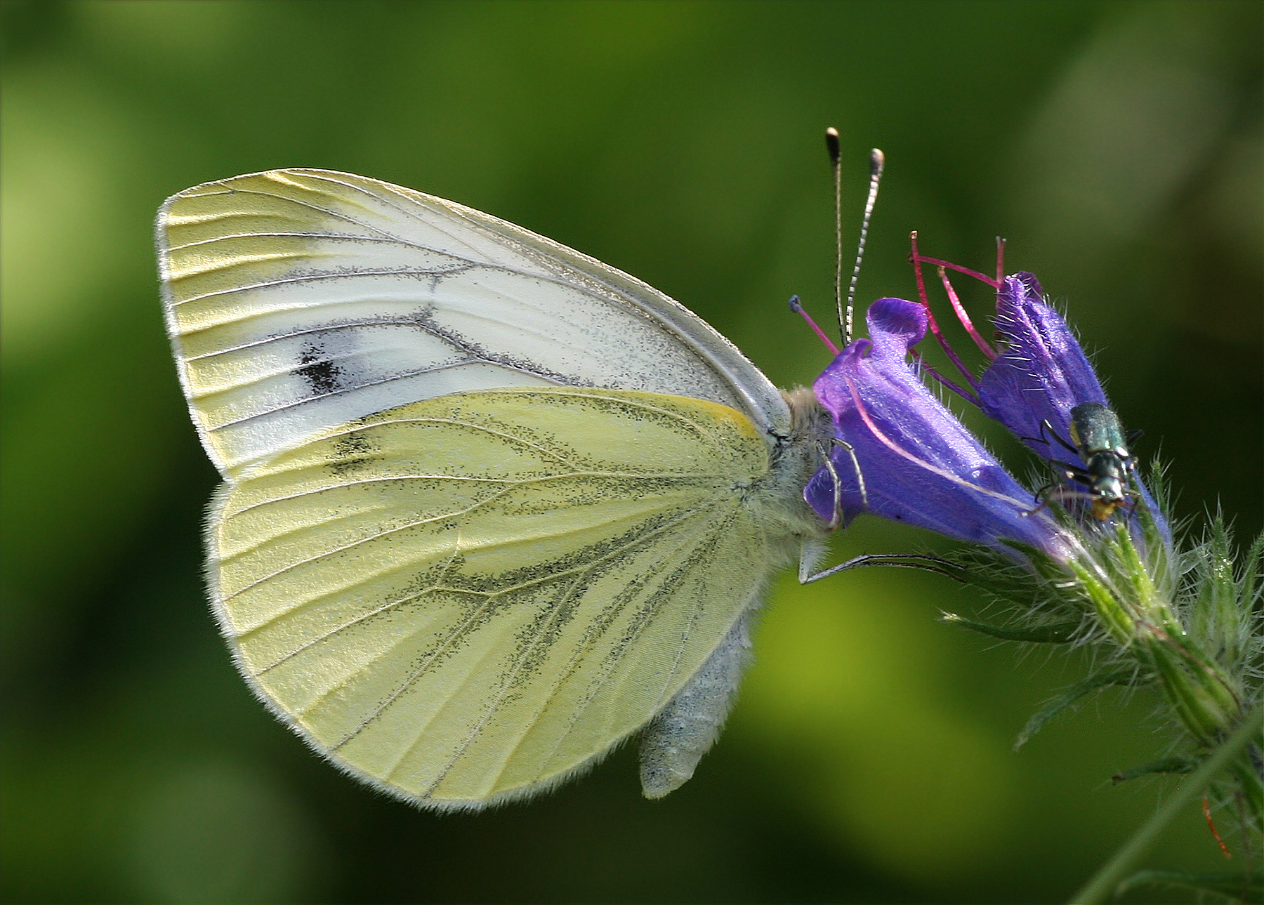 Pieris Napi European L pidop res Pieris Napi European L pidop res